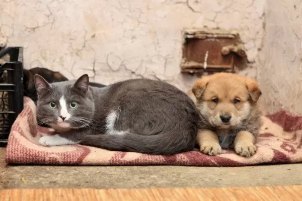 Quartu, 20mila euro per sterilizzare cani e gatti: “Spazio anche ai mici delle colonie non riconosciute”