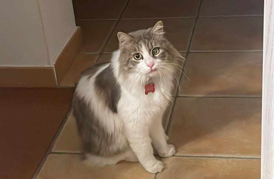 Sos a Radio Zampetta Sarda: smarrito Romeo a Quartu in zona Margine Rosso