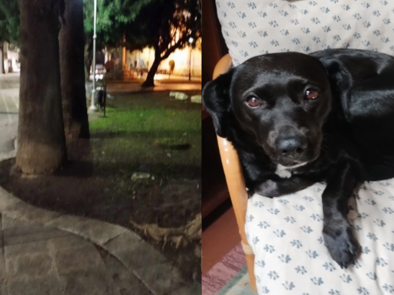 Cagliari, allarme in piazza San Lucifero: “Maxi scosse dai faretti interrati, il mio cane ha rischiato di morire”