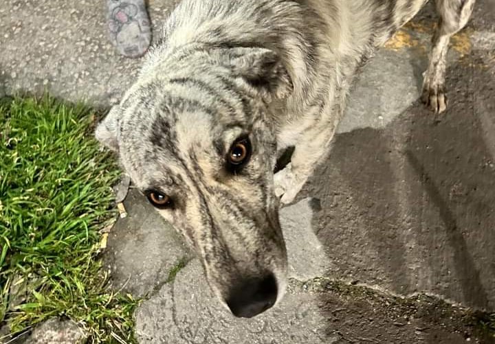 Cagnolina in fuga a Villaspeciosa: per Leonella non c’è posto nel canile
