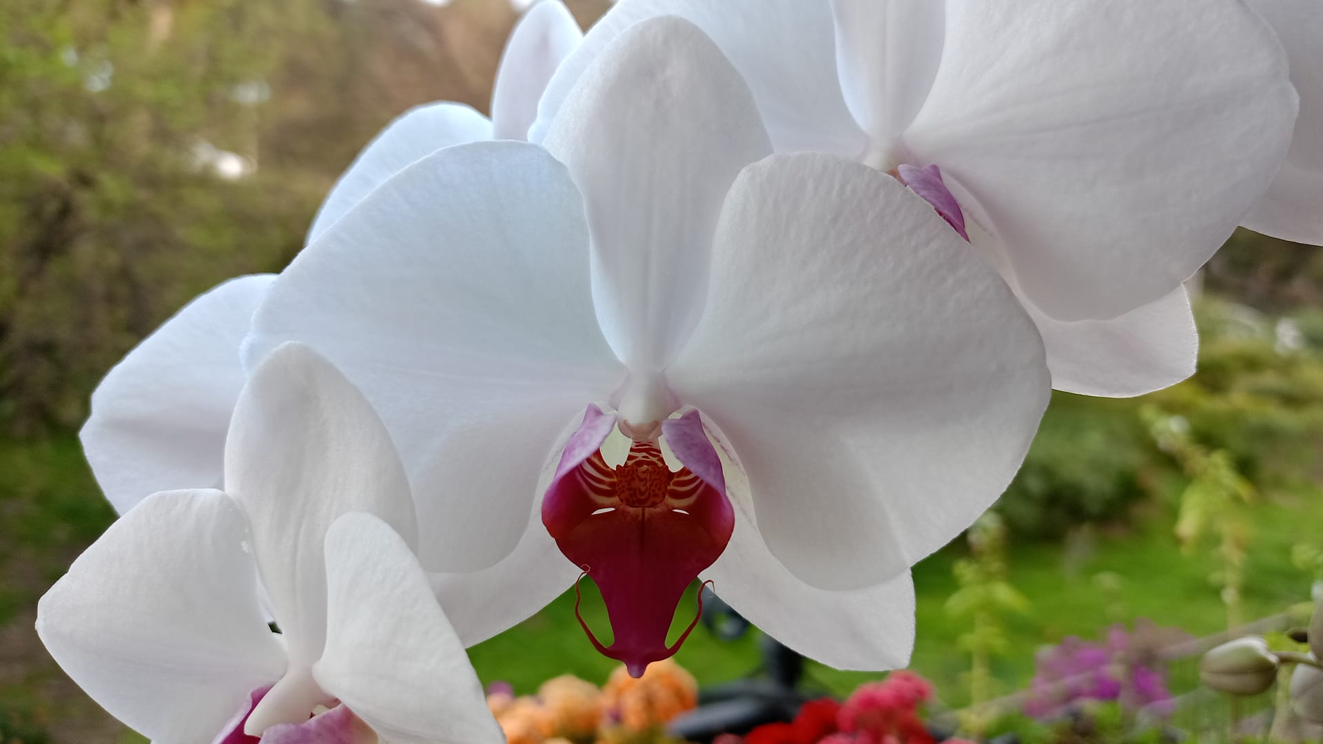 Sapevate che le orchidee devono il loro nome a Orchis?