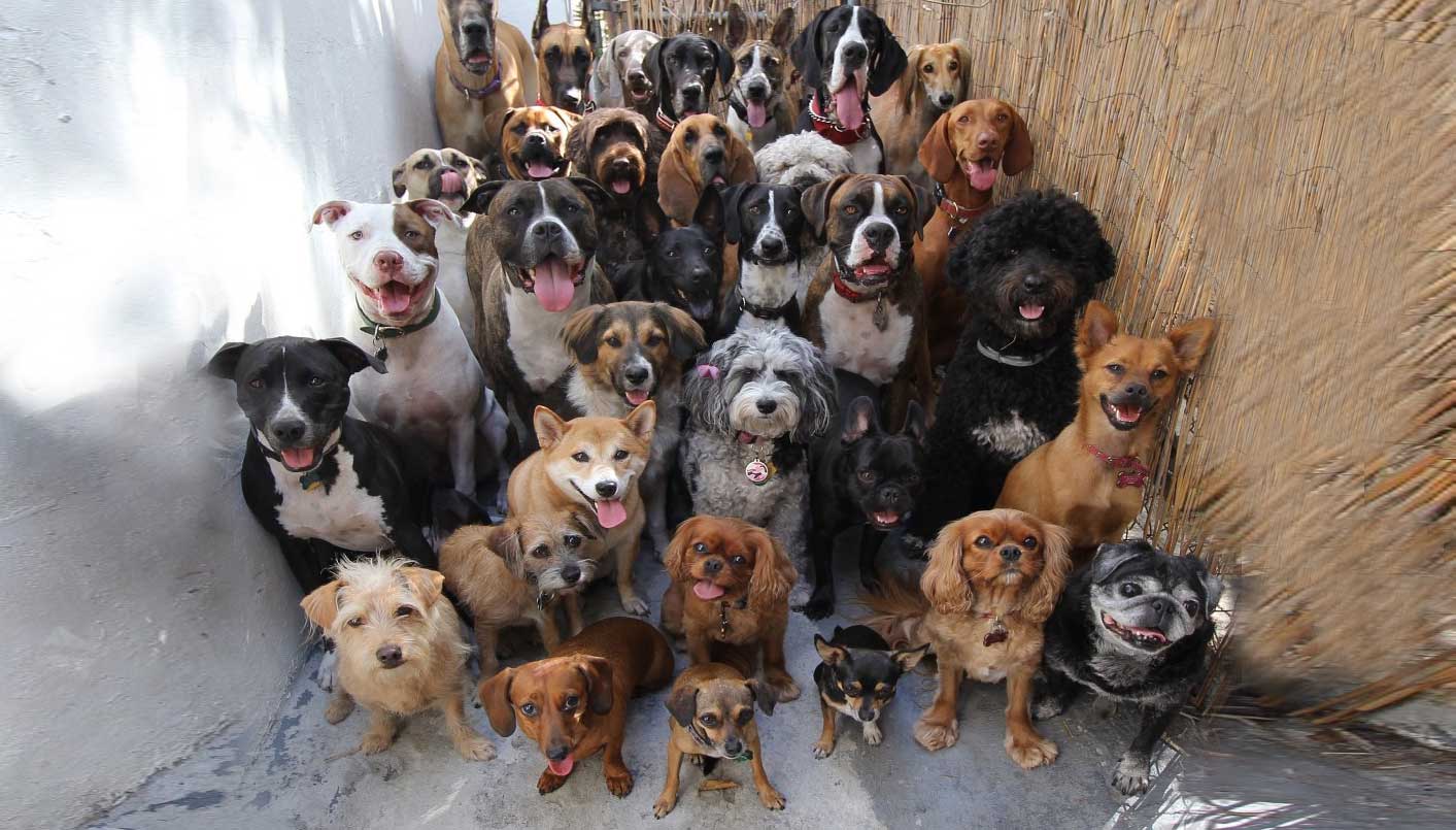 Due nuove aree da destinare ai cani a Capoterra
