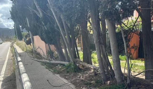 Paura a Capoterra, un albero crolla sulla Sulcitana