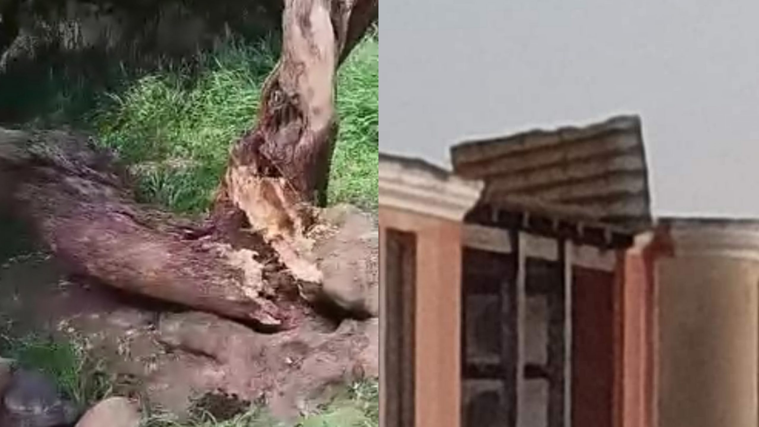 Forte vento, alberi crollati a Sestu e Serramanna