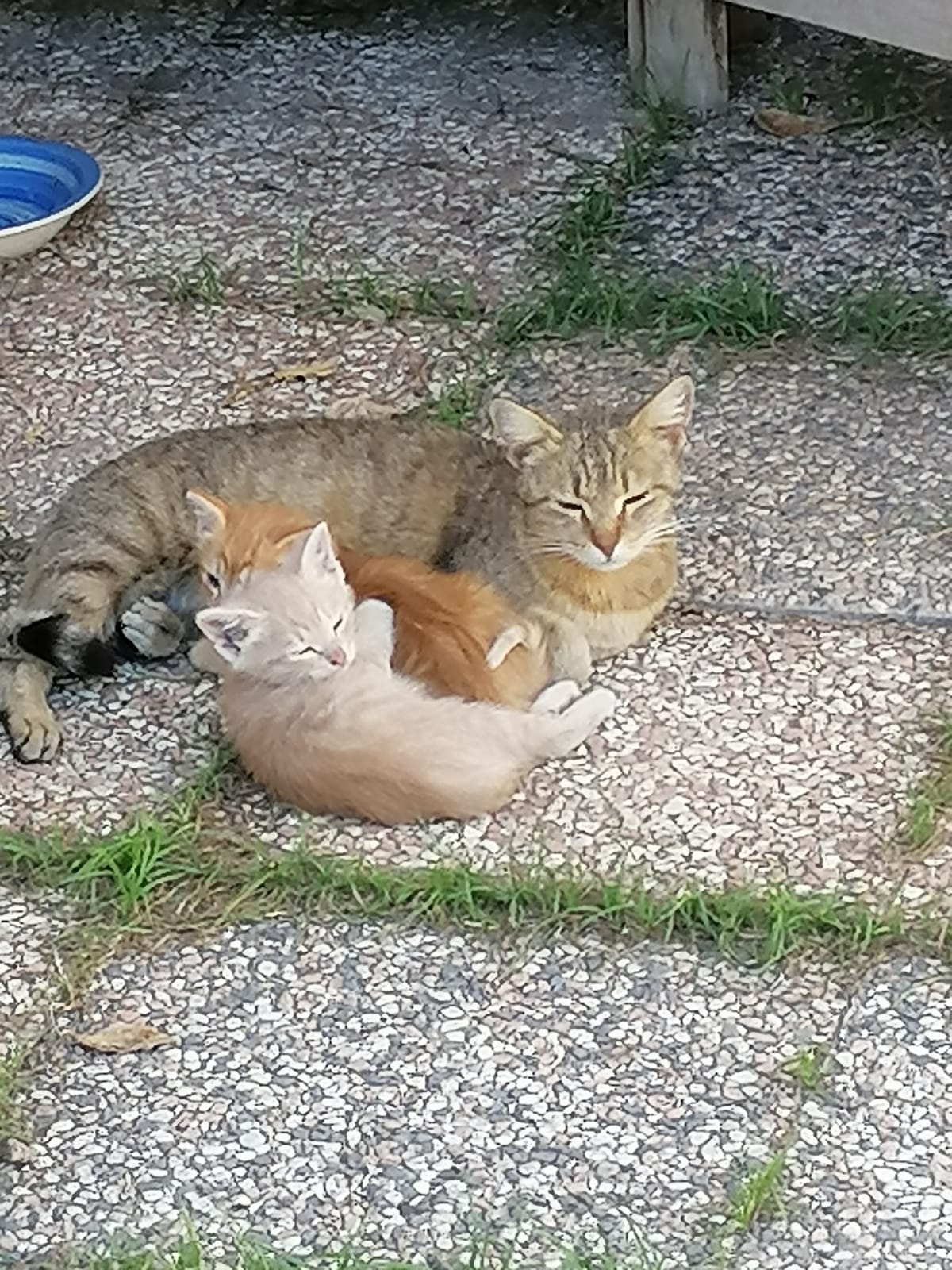 Sos a Quartu per mamma gatta e i suoi due figlioletti: chi li adotta?