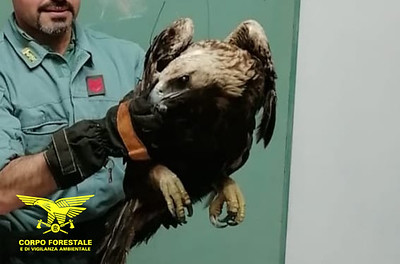 Trova un falco pecchiaiolo in difficoltà a Baunei e chiama i forestali: “Siamo riusciti a salvarlo”