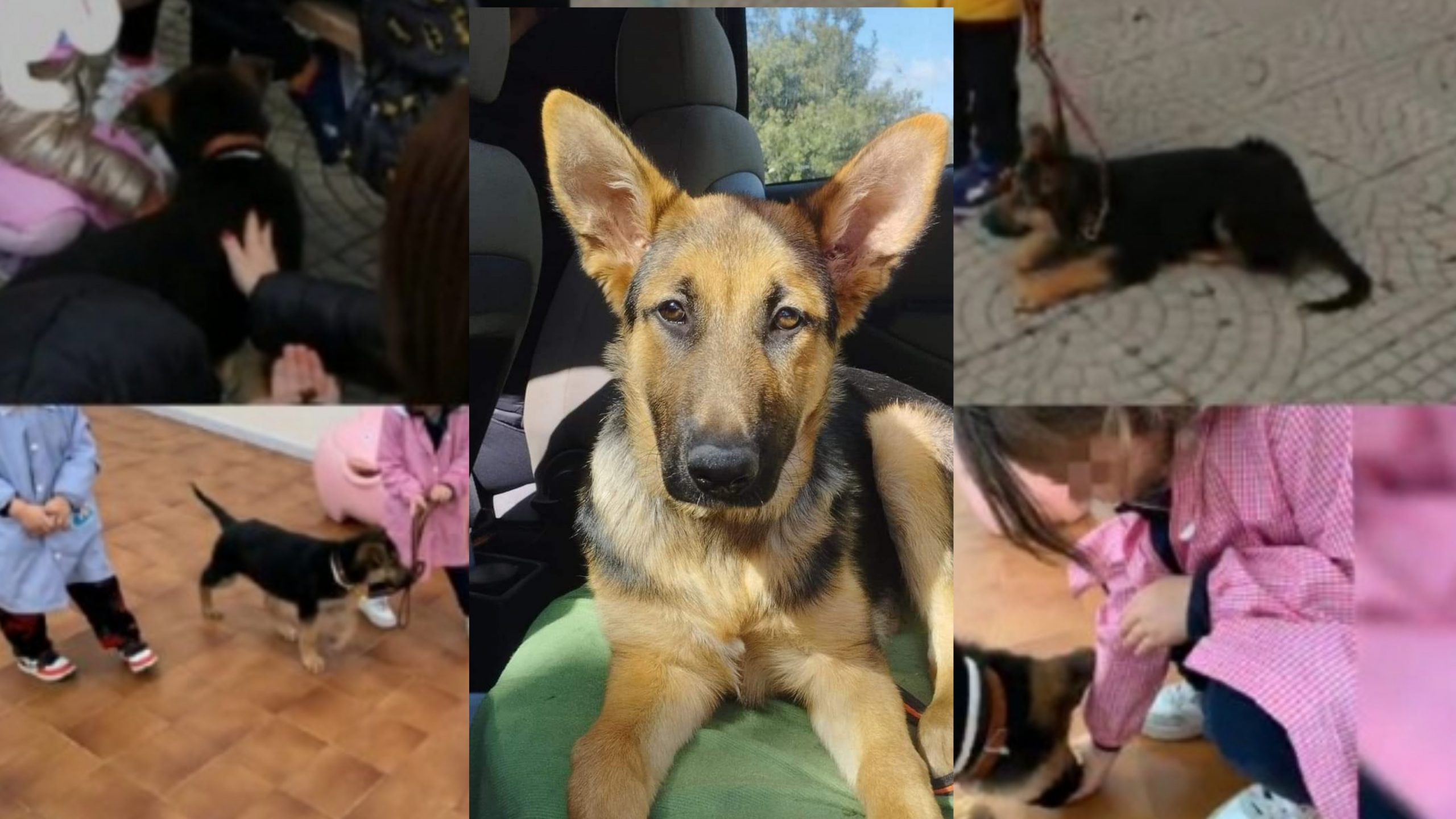 Addio Happy, la cucciola di Pastore Tedesco che insegnava a scuola amore e civiltà