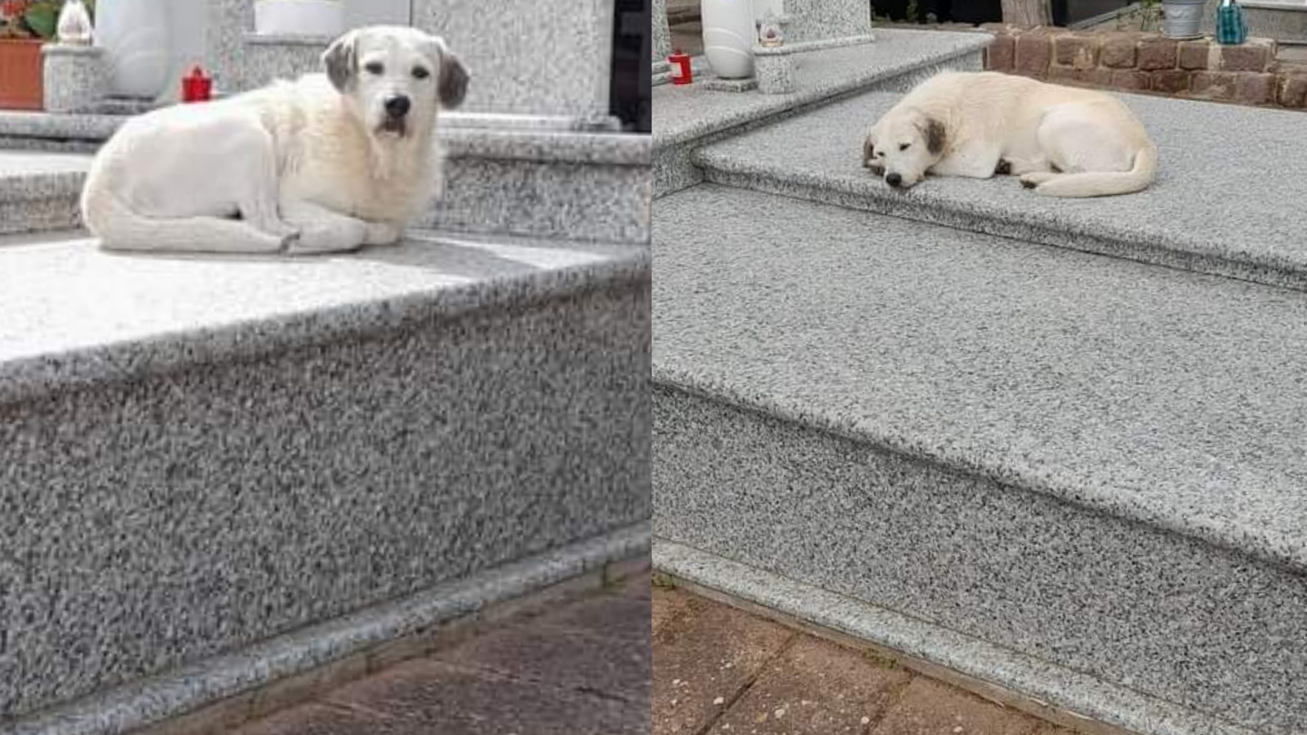 Carbonia, polemiche dopo la pubblicazione delle immagini del cane che vive nel cimitero dopo la morte del padrone
