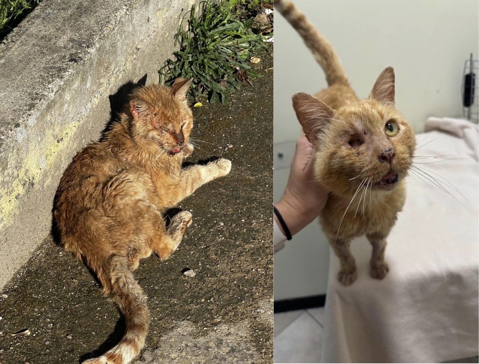 Arancino, il gatto anziano che nessuno vuole adottare cerca casa