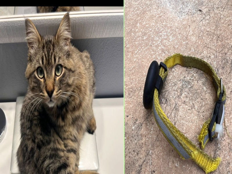 Settimo San Pietro, investono un gatto e gettano il gps nel suo stesso sangue: “Dov’è finito Riccardo?”