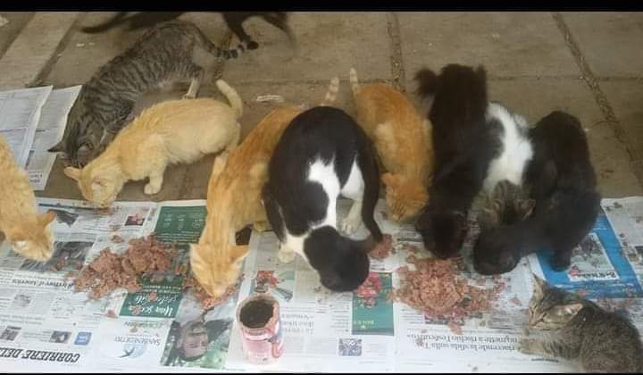 Sos a Radio Zampetta Sarda, emergenza per i gatti del cimitero di Bonaria