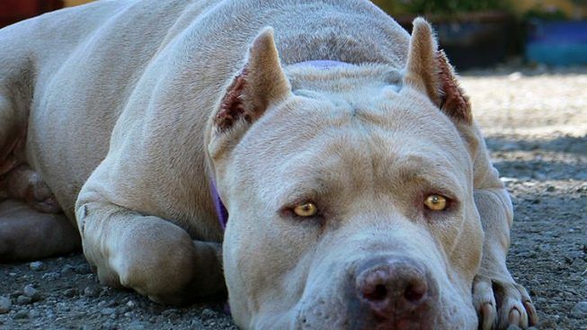 Domusnovas, attaccati da un grosso cane mentre giocavano in strada: due bambini feriti