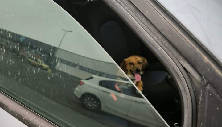 Quartu, cagnolino chiuso in auto: allarme da un passante, è salvo