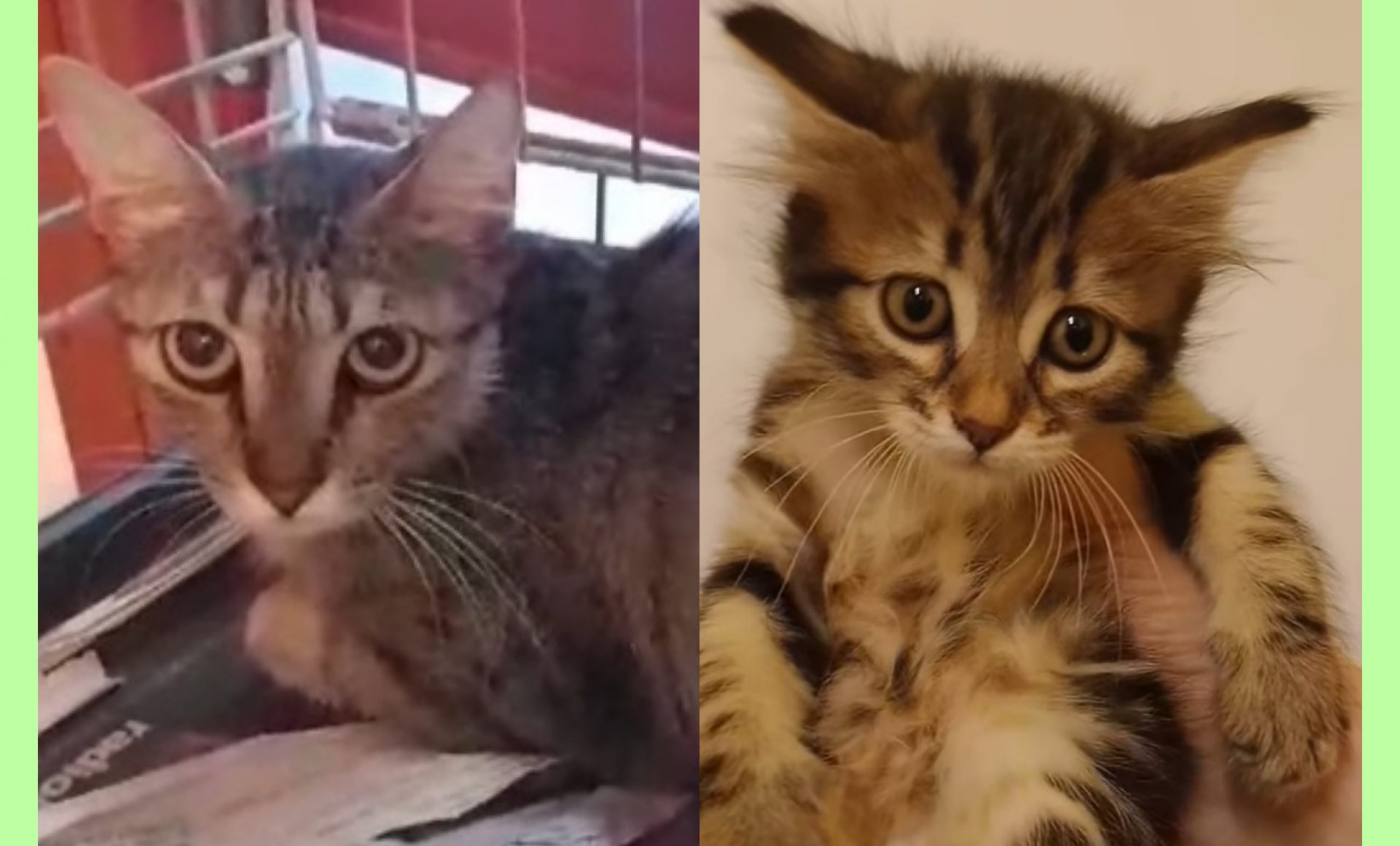 Adozione di coppia per mamma gatta e cuccioletto a Radio Zampetta Sarda