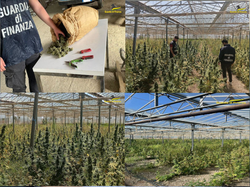 Cercano lavoratori in nero, li trovano con 11mila piante di marijuana: maxi sequestro a San Giovanni Suergiu