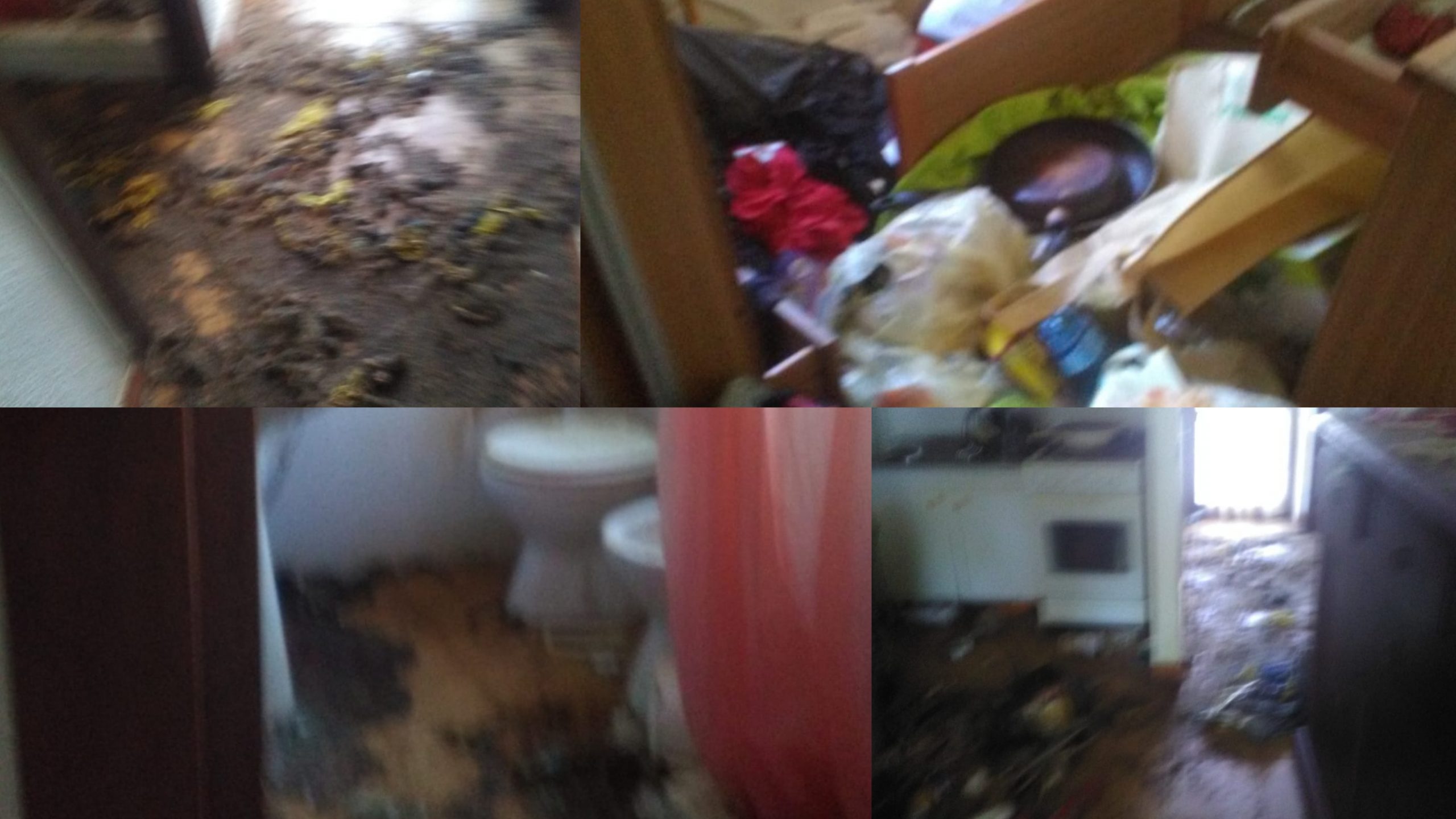 Villasimius, casa privata occupata da un anno e trasformata in discarica: dentro tre cani abbandonati