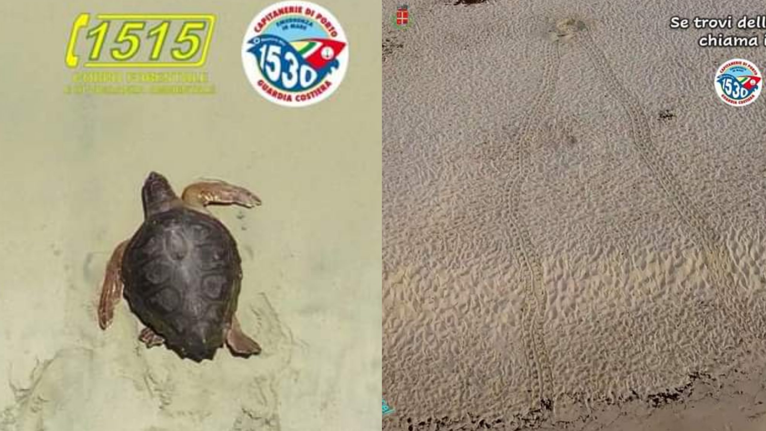 Costa Rei,  primo avvistamento di una Caretta caretta in cerca di un nido dove deporre le uova