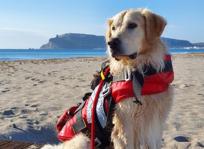 Aro, il cane eroe che ha salvato due turisti in difficoltà in mare a Badesi
