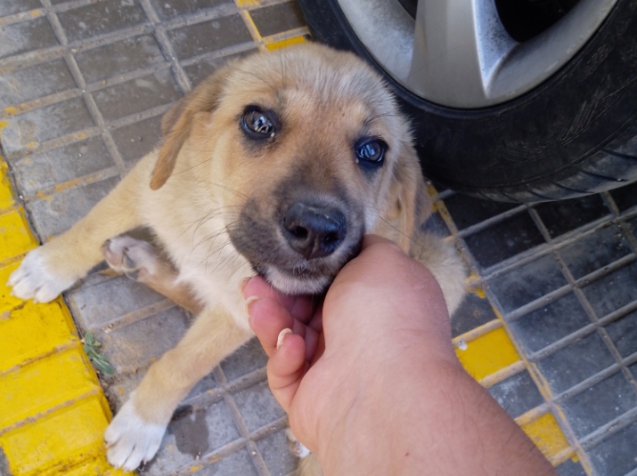 Serramanna, storia a lieto fine per una cagnolina di pochi mesi
