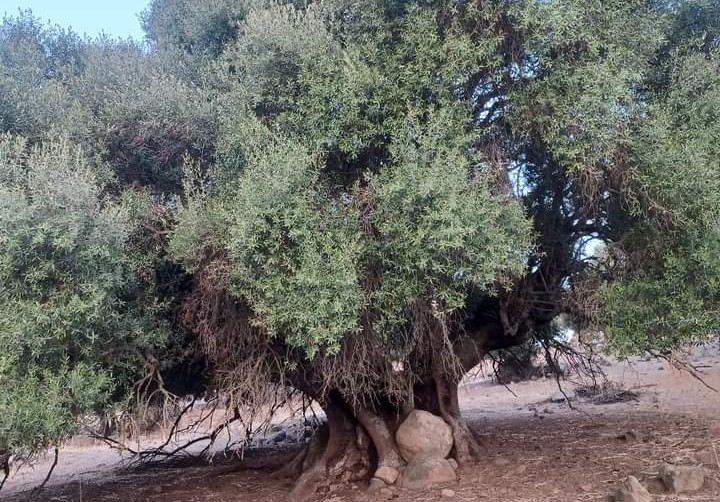 Orotelli, un olivastro millenario risplende tra il nero della cenere