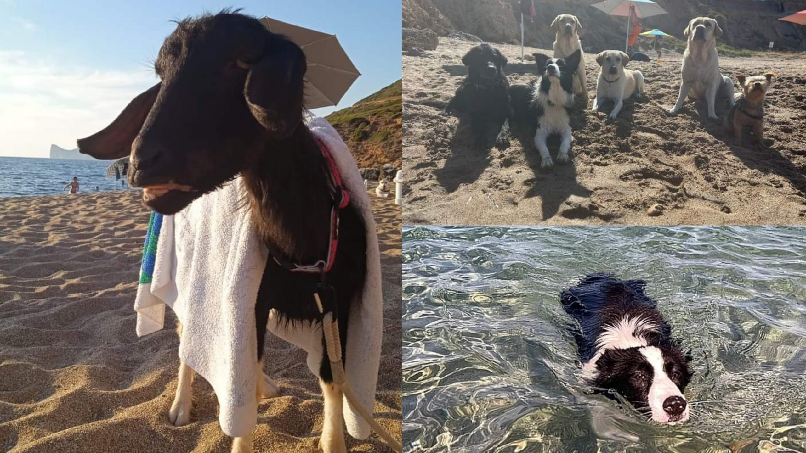 Funtana Bau a Gonnesa è una delle spiagge animal friendly più gettonate della Sardegna