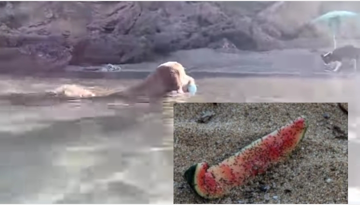 Gonnesa, bagnanti e cani punti dalle vespe per i rifiuti abbandonati in spiaggia