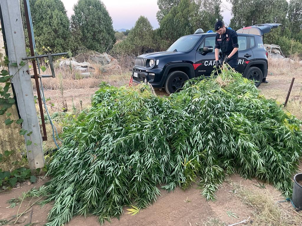 Una maxi serra della droga nel suo terreno a Sestu, arrestato agricoltore 38enne