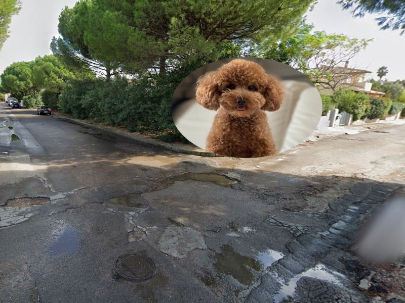 Quartu, la denuncia di due dog sitter: “Un balordo in scooter ci ha rubato un barboncino”