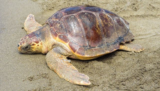 Capoterra, una Caretta caretta gigante in fin di vita soccorsa dai bagnanti