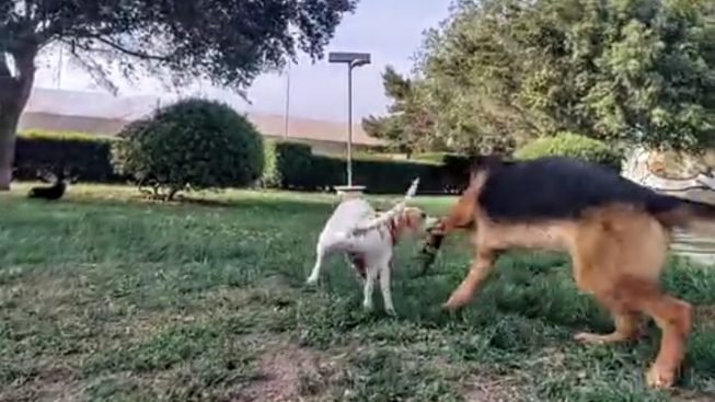 Botti e petardi al parchetto, cani impauriti a Quartu: “Tutta colpa di una banda di ragazzini terribili”