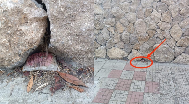 Esche con topicida nel marciapiede, pericolo per bambini e animali a Settimo San Pietro