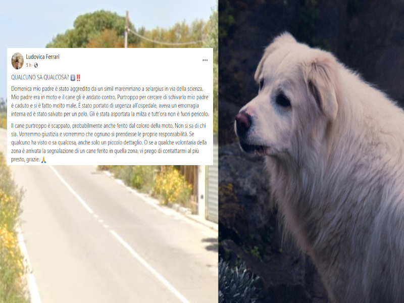 Selargius, la denuncia: “Mio papà caduto dalla moto aggredito da un cane, ha perso la milza: vogliamo giustizia”