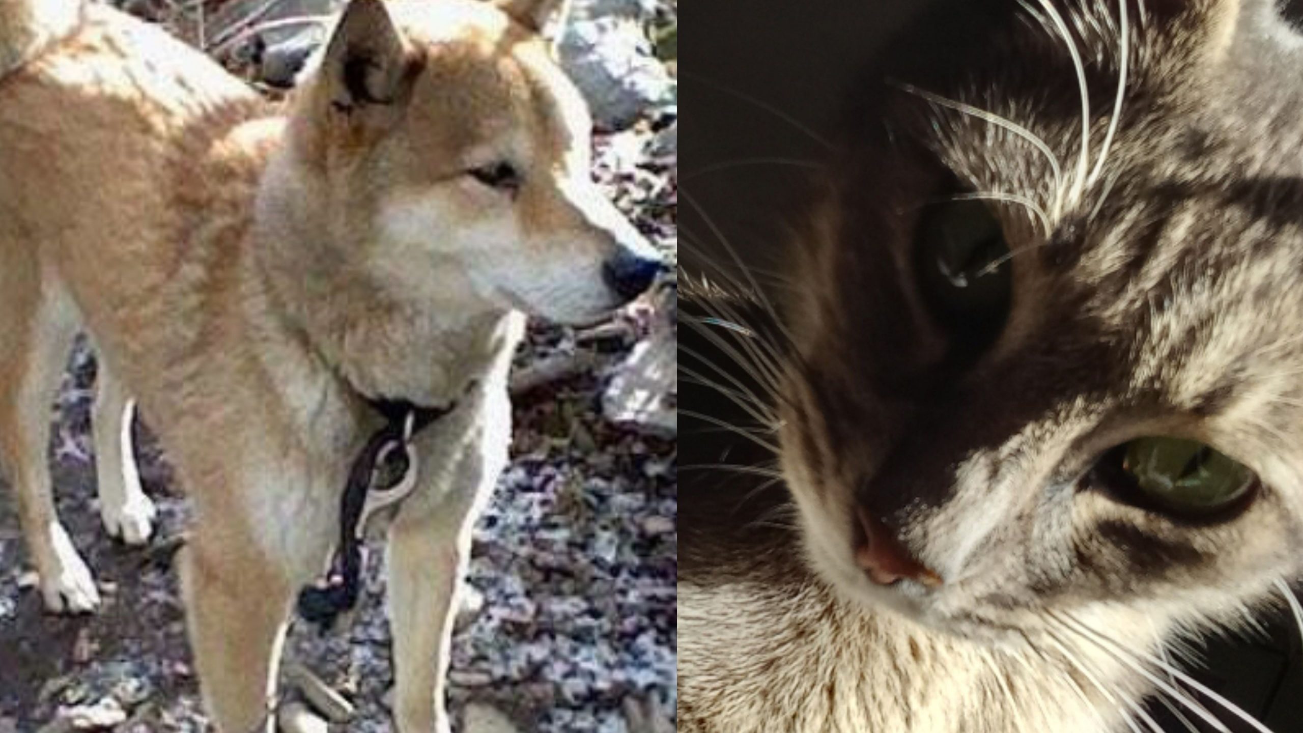 Capoterra, stop alle nascite incontrollate di cani e gatti, arrivano i fondi per la sterilizzazione