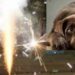 Capoterra vieta l’utilizzo di fuochi d’artificio e petardi senza successo