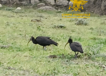 Avvistamento straordinario in Sardegna: due esemplari di Ibis eremita a Nuoro -VIDEO