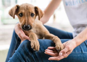 A Quartu migliora il benessere animale: nel 2024 100 microchippature e 160 sterilizzazioni tra cani e gatti