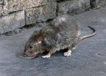 Villasimius infestata dai topi, scuole di nuovo chiuse e genitori in rivolta
