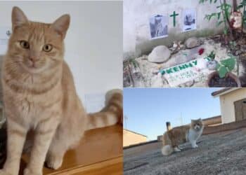 A Siliqua la storia di Kenny e il suo amico a quattro zampe, che veglia sulla tomba, diventa nazionale