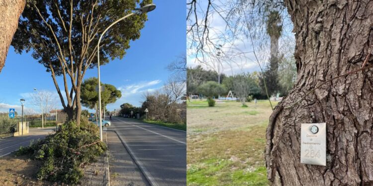 Decimomannu, via gli alberi pericolanti: in arrivo nuove piante