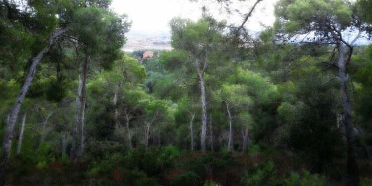 Sinnai, corse sfrenate in pineta: un gatto investito è solo l’ultima vittima