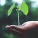 Sarroch: ok a “Incomunis”, progetto per la Comunità di Tutela delle Agro Biodiversità