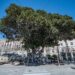Cagliari, 3 piante sono state inserite nell’elenco regionale degli Alberi monumentali