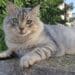 Quartu, scomparso a Is Arenas il gattino Fumè