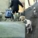 Villanovaforru, catturata la banda dei cani vaganti