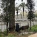 Via Roma, panchina fronte palma: “Svista di progettazione o design discutibile?”