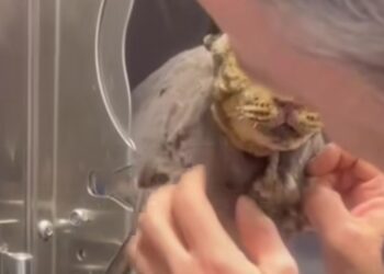 Dolianova, lacrime e commozione per Tigro, il gattino usato come torcia