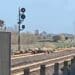 Samassi, un gregge di pecore attraversa i binari dopo il passaggio di un treno