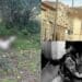 Troppe violenze sugli animali in Sardegna, in piazza a Cagliari per dire basta