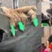 Il carnevale di Ovodda al centro delle polemiche: “Ancora animali morti e sanguinanti come trofeo”