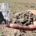 Sospiro di sollievo per gli agricoltori sardi: “L’allarme lanciato è stato ascoltato”